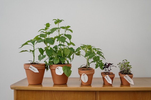 Wielkie marzenie o niewielkiej plantacji.